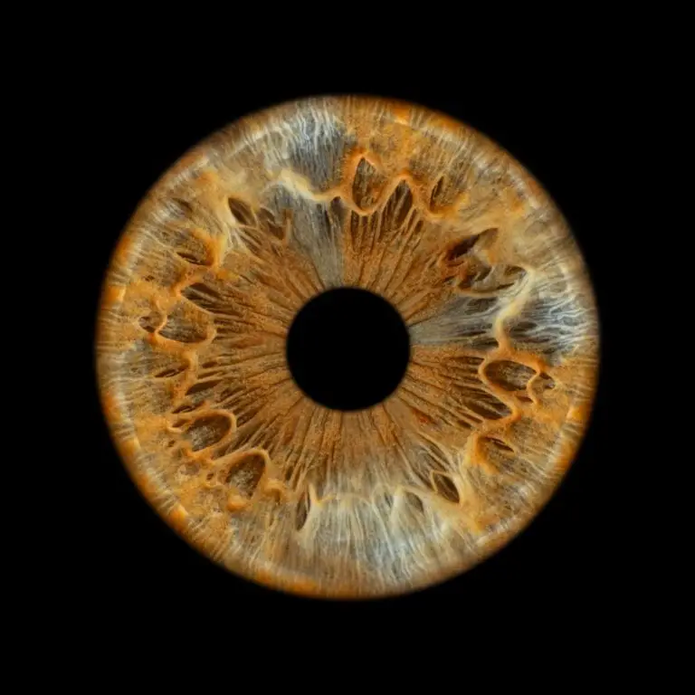 снимка на един ирис